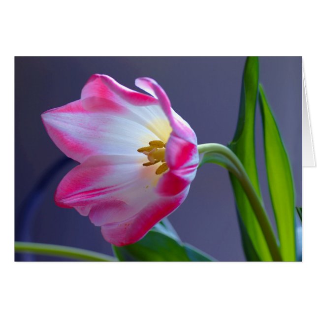 A single tulip (Front Horizontal)