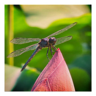 A Slaty Skimmer dragonfly Poster
