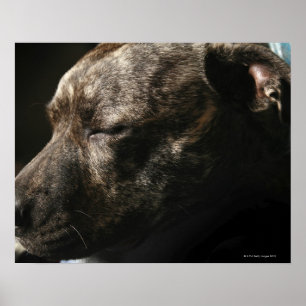 A sleeping pit bull dog poster