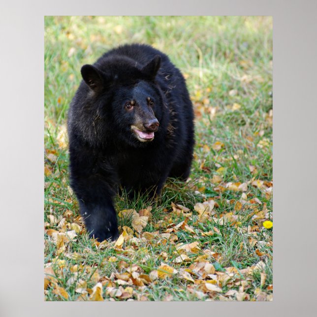 A Smiling Black Bear Poster (Front)