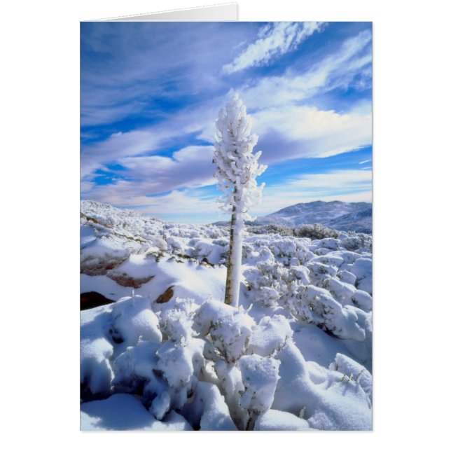 A snow covered yucca (Front)