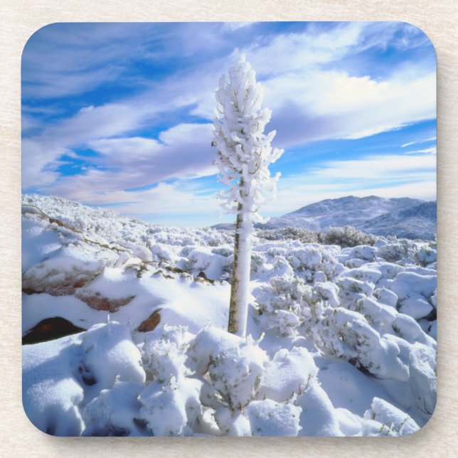 A snow covered yucca coaster (Front)
