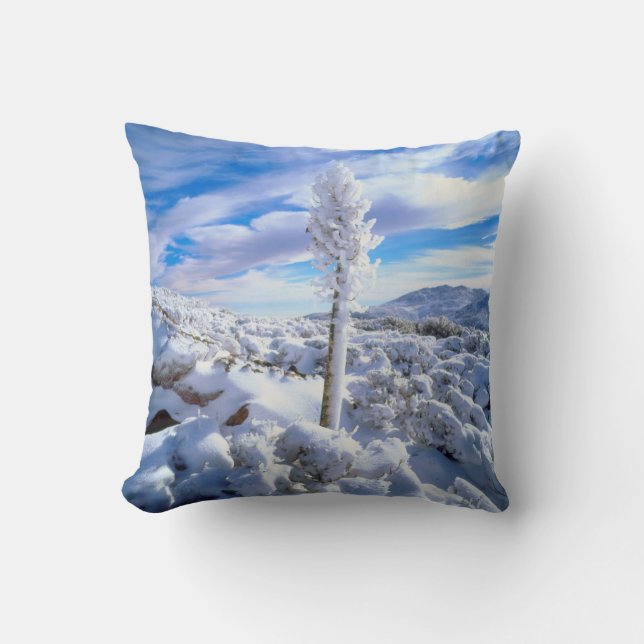 A snow covered yucca cushion (Front)
