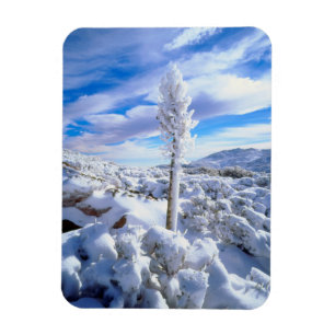 A snow covered yucca magnet