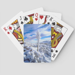 A snow covered yucca playing cards