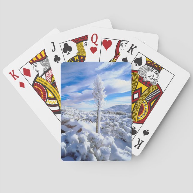A snow covered yucca playing cards (Back)