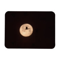 A Snow Goose Against A Full Moon | New Mexico