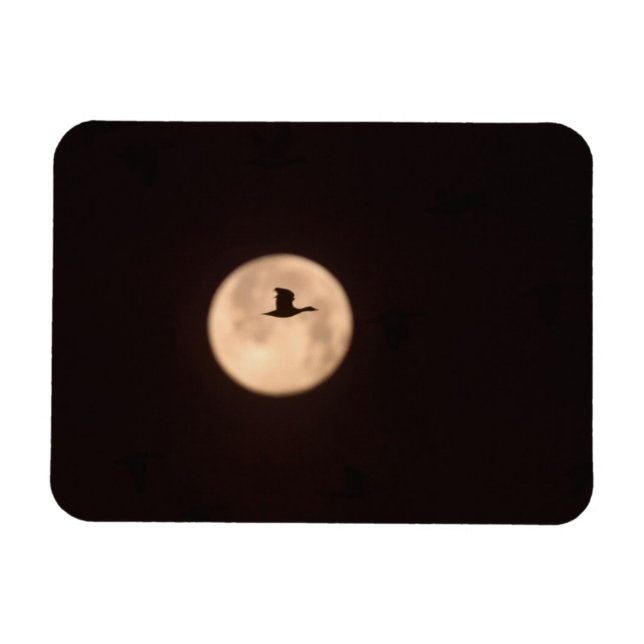 A Snow Goose Against A Full Moon | New Mexico Magnet (Horizontal)
