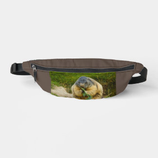 A sociable marmot on fanny pack