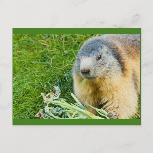 a sociable marmot on invitation postcard (Front)