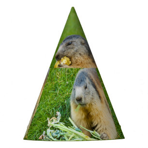 a sociable marmot on Party Hat