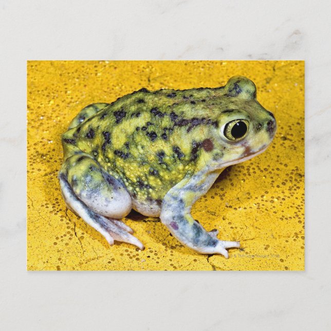 A spadefoot toad postcard (Front)