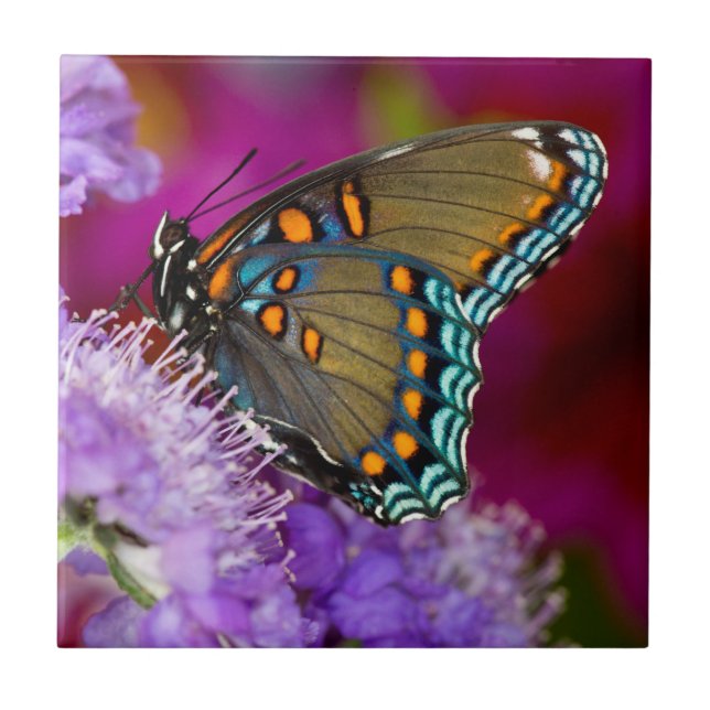 A Spicebush Swallowtail Butterfly Ceramic Tile (Front)