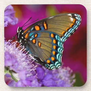 A Spicebush Swallowtail Butterfly Coaster