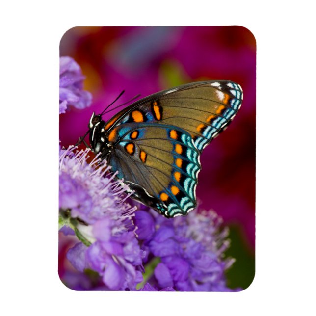 A Spicebush Swallowtail Butterfly Magnet (Vertical)
