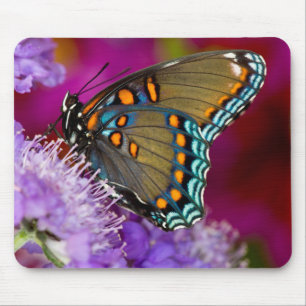 A Spicebush Swallowtail Butterfly Mouse Pad