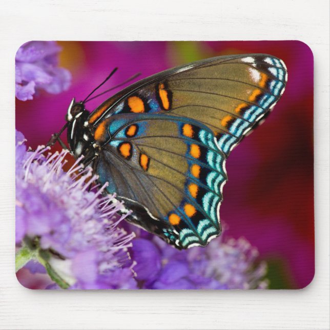 A Spicebush Swallowtail Butterfly Mouse Pad (Front)