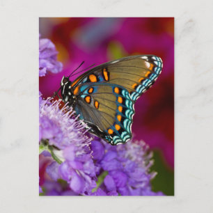 A Spicebush Swallowtail Butterfly Postcard