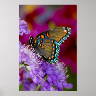 A Spicebush Swallowtail Butterfly Poster