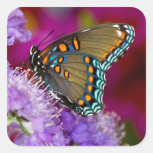 A Spicebush Swallowtail Butterfly Square Sticker