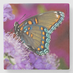 A Spicebush Swallowtail Butterfly Stone Coaster
