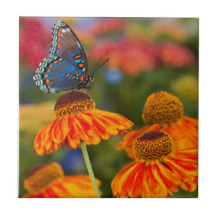 A Spicebush Swallowtail, Papilio troilus Ceramic Tile