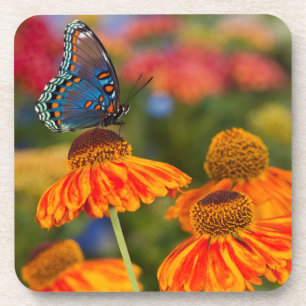 A Spicebush Swallowtail, Papilio troilus Coaster