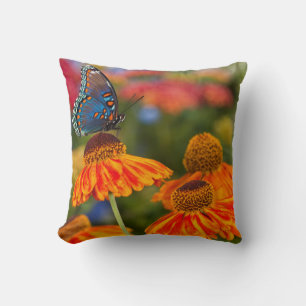 A Spicebush Swallowtail, Papilio troilus Cushion