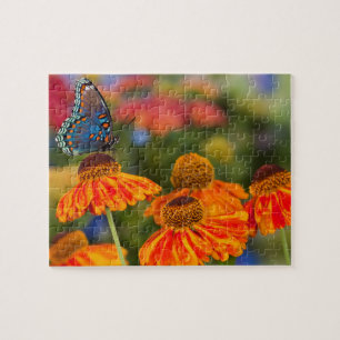 A Spicebush Swallowtail, Papilio troilus Jigsaw Puzzle