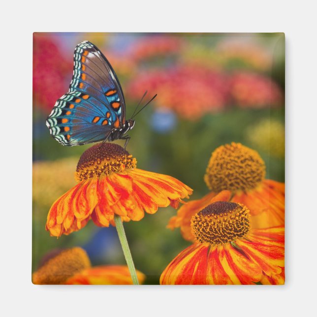 A Spicebush Swallowtail, Papilio troilus Magnet (Front)