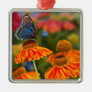 A Spicebush Swallowtail, Papilio troilus Metal Ornament