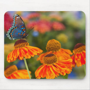 A Spicebush Swallowtail, Papilio troilus Mouse Pad