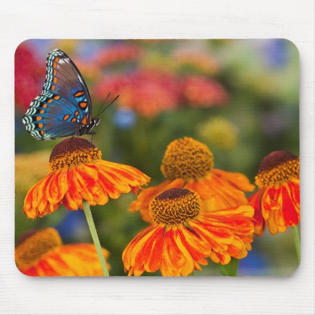 A Spicebush Swallowtail, Papilio troilus Mouse Pad (Front)