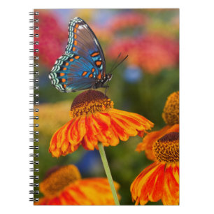 A Spicebush Swallowtail, Papilio troilus Notebook