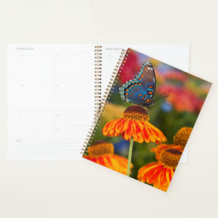 A Spicebush Swallowtail, Papilio troilus Planner
