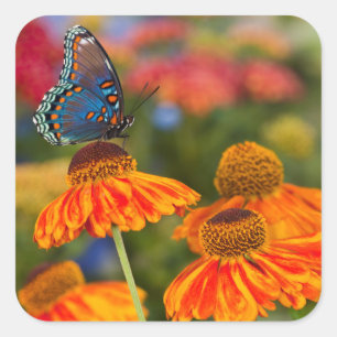 A Spicebush Swallowtail, Papilio troilus Square Sticker