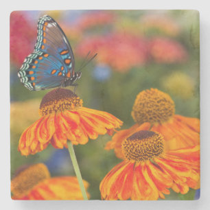 A Spicebush Swallowtail, Papilio troilus Stone Coaster
