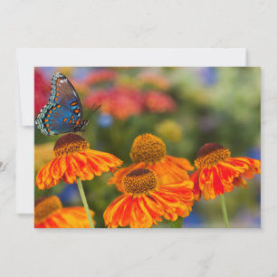A Spicebush Swallowtail, Papilio troilus Thank You Card