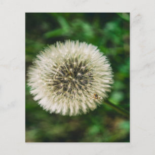 A Spider On A Dandelion Flyer