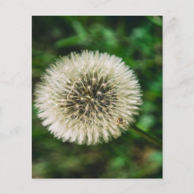 A Spider On A Dandelion Flyer (Front)