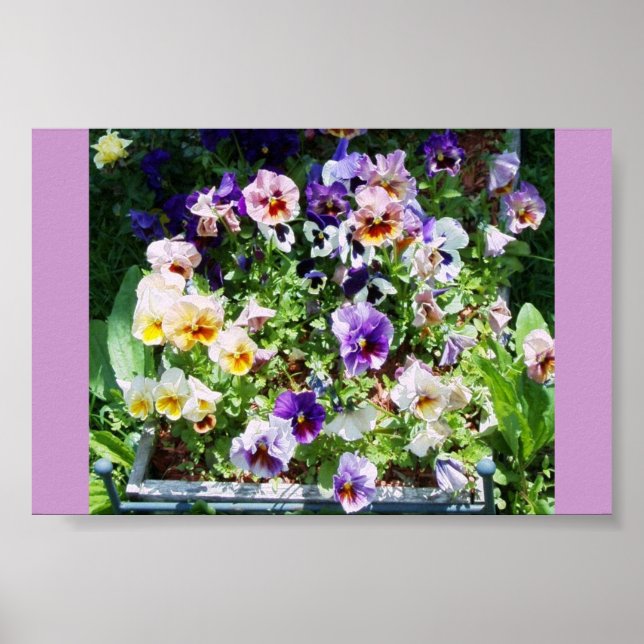 A SPLASH OF COLOR POSTER (Front)