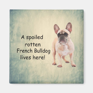 A Spoiled Rotten French Bulldog Lives here Magnet
