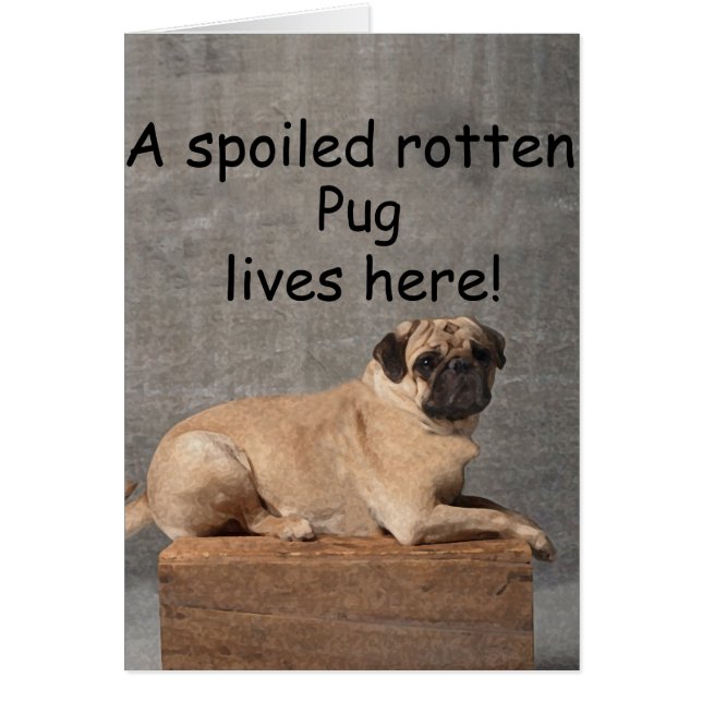 A Spoiled Rotten Pug Lives here (Front)