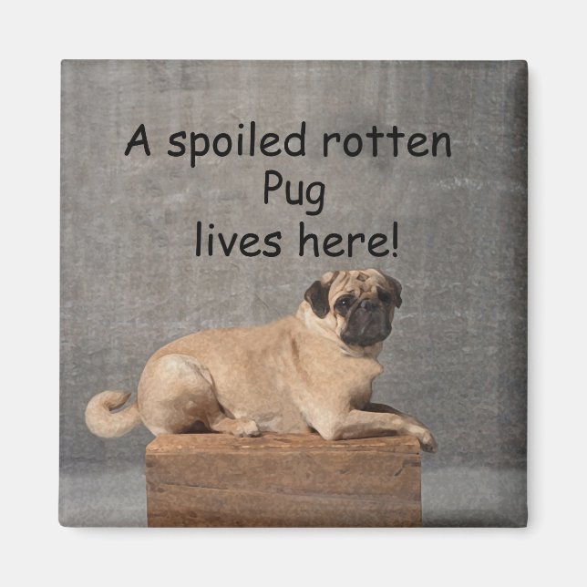A Spoiled Rotten Pug Lives here Magnet (Front)