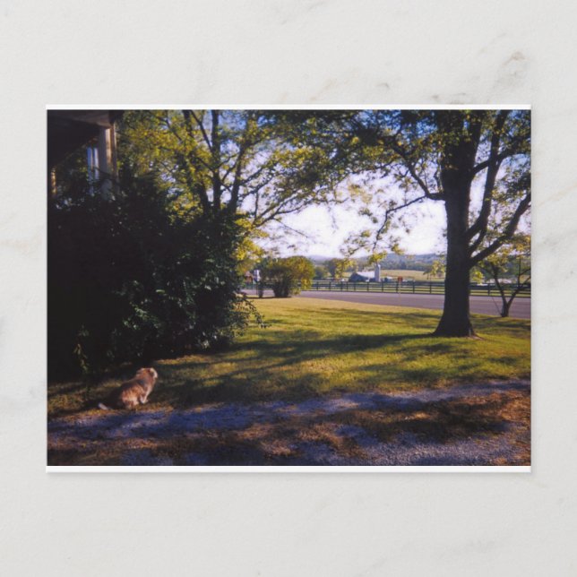 A spot of pastoral beauty in Brentwood, Tennessee Postcard (Front)