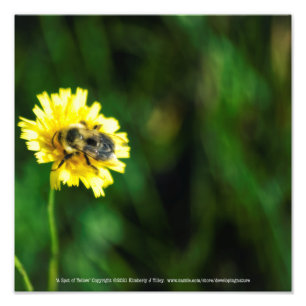A Spot of Yellow Photo Print