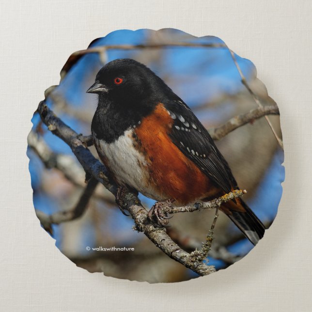A Spotted Towhee in a Tree Round Cushion (Front)