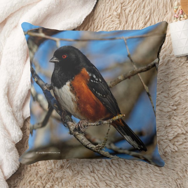 A Spotted Towhee Sparrow Songbird in a Tree Cushion (Blanket)