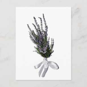 A Sprig of Heather from Scotland Postcard