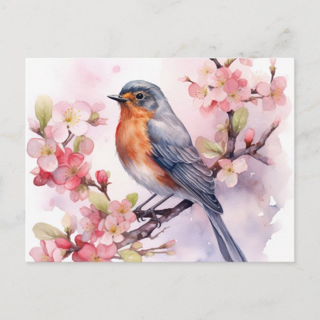 A Spring Robin Amongst the Cherry Blossoms. Postcard (Front)